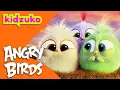 Download Lagu 🐣 The Story of the Hatchlings and the Lost Baby Eggs 🪺 | Angry Birds | Compilation | @Kidzuko
