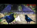 Download Lagu Suara PANCINGAN burung CIUNG BATU Di Alam Liar Ampuh - Cocok Juga Buat Masteran \u0026 Pikat