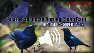suara pancingan burung ciung batu di alam liar ampuh cocok juga buat masteran u0026 pikat