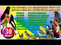 Download Lagu Masteran Burung Murai Kolaborasi suara Burung Kicau Full masteran \