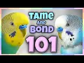 How to Bond Tame and train your Bird the ULTIMATE Guide