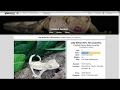 How To Use MorphMarket As A Seller