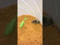 Download Lagu Mantis vs. Rat| Mantis On catching rat #wildlife #wildanimals #animalphotography