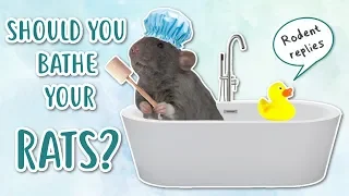 SHOULD YOU BATHE YOUR RATS Rodent replies