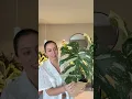 Monstera Thai constellations for 34 99 Let s repot it