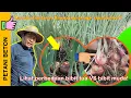Download Lagu BEGINI CARA MENANAM BAWANG MERAH DARI AWAL SAMPAI PANEN