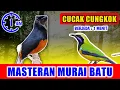 Download Lagu MASTERAN MURAI BATU - suara Cucak cungkok Nembak jernih keras berjeda 1 menit FULL 1 JAM
