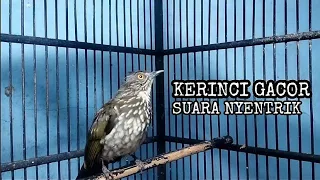 Download BURUNG CUCAK KERINCI GACOR SUARA UNIK MP3