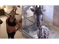 Pregnant Woman DANCES Around In a GIRAFFE MASK What s Trending Now