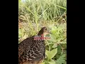 Download Lagu suara pikat AYAM HUTAN BETINA ngekek petek petek panggil jantan datang #suarapikatayamhutan
