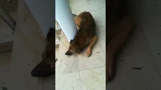 سگ محله از بارون فرار کرده اومده رو تراس انگار نه انگار که من کنارش اومدم تو حس هوای رومانتیکه  سگ محله از بارون فرار کرده اومده رو تراس انگار نه انگار که من کنارش اومدم تو حس هوای رومانتیکه