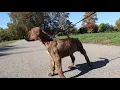 Bull Mastiff Pit bull Mix 6 weeks