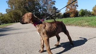Bull Mastiff Pit bull Mix 6 weeks