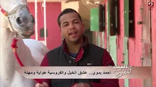 أحمد بدوي عشق الخيل والفروسية هواية ومهنة 