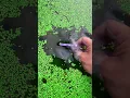 Download Lagu the beauty of nature - You didn't think it was that beautiful _7thclip #satisfying