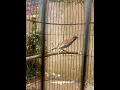 Download Lagu burung bondol peking atau pipit peking bisa menirukan suara kenari