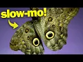 Download Lagu Butterfly Flight in Slow Motion!