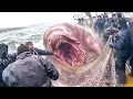 Download Lagu Vissers doen een ontdekking in het water die de hele wereld angst aanjaagt.