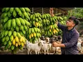 Lagu Harvesting Ripe Bananas, Taking Care of Livestock, and a Busy Day on the Farm