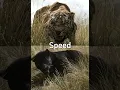 Download Lagu Shere Khan(Jungle Book 2016) 🆚 Bagheera(Jungle Book 2016)#shorts