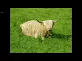 Diapo Ecosse