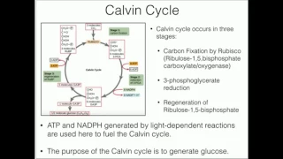 Calvin Cycle Carbon Fixation Rubisco And Rubisco Activase 