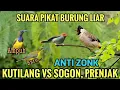Download Lagu Suara pikat sogon ribut vs prenjak starter dan kutilang ribut 2026 MP3