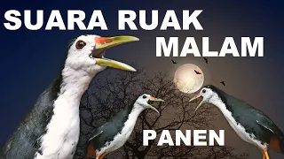 suara pikat ruak ruak paling ampuh suara panggil burung ruak ruak betina suara ruak