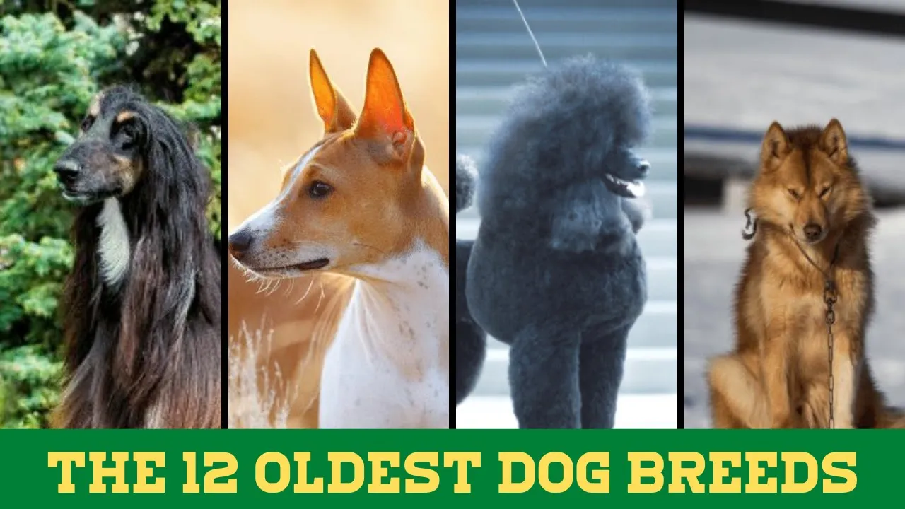 The 12 Oldest Dog Breeds