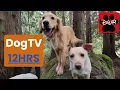 12 Hours of DogTV Forest Pack POV for Your Dog