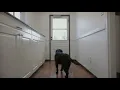 Stop Apartment Dog Barking & Scratching Door Brain Training Fix