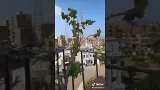 فيديو مركز مغاغه 