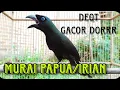 Lagu murai papua /irian gacor ngakak