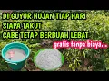 Download Lagu Lakukan cara ini agar cabe sehat di musim hujan|| cara mencegah cabe layu di musim hujan