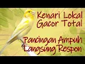 Download Lagu KENARI LOKAL GACOR COCOK BUAT PANCINGAN BUNYI KENARI PAUD BELAJAR GACOR DAN TERAPI BUNYI