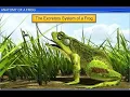 CBSE Class 11 Biology Anatomy of Frog By Shiksha House