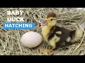 Baby Duck Hatching Egg Hatching