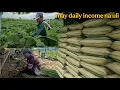 Download Lagu SABAY SABAY NA HARVEST NG OKRA AT TANGLAD