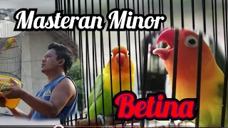 Download Masteran Lovebird Minor Suara Ngekek Betina Konslet + Video MP3