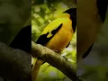 Download Lagu Panggilan Burung Oriole