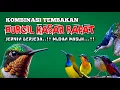Lagu Kombinasi BURCIL Kasar Rapat — Dijamin Cepat Masuk!! Jernih \u0026 Nembak Panjang