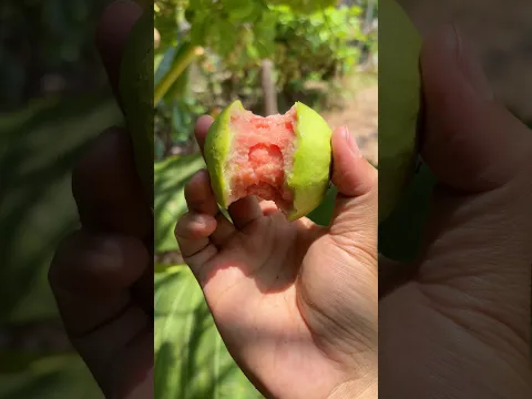 Jambu biji merah dibelakang rumah #jambubiji #jambubijimerah