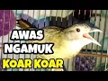 Download Lagu Suara Cucak jenggot medan jantan betina ribut ampuh buat pikat dan pancingan