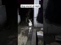 Download Lagu suara anjing di malam hari#shorts