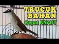 Lagu Pancingan trucukan BETINA MEMANGGIL JANTAN untuk trucuk  BAHAN ombyokan agar Cepat  bunyi gacor