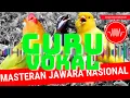 Download Lagu masteran lovebird dan burung kenari vs cucak cungkok istimewa guru vokal suara audio suara
