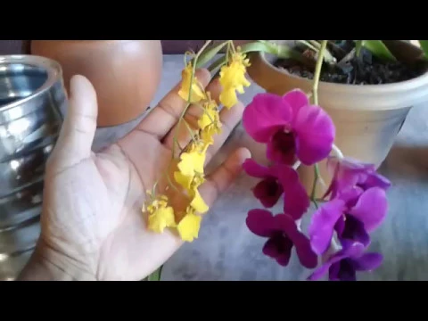 ADUBO PARA ORQUÍDEAS SUPER FLORAÇÃO O ANO TODO