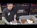 Australian Olive Python laid eggs