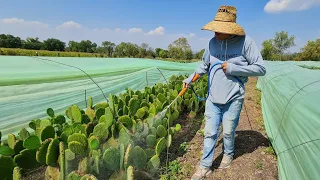 FERTILIZERS TO PRODUCE MANY NOPALES