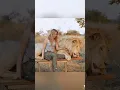 Lagu Dit meisje groeide drie jaar lang op naast de witte leeuw!🦁😢#shorts #movie #video